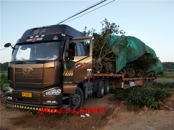 大樹汽運~適度修剪、蓋篷布防水分蒸發