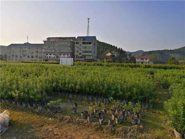 30直徑營養杯楊梅苗