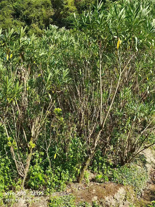 多枝6公分夾竹桃，高4米