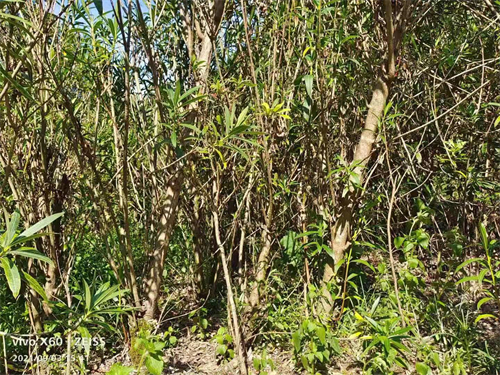 多枝6公分夾竹桃，高4米