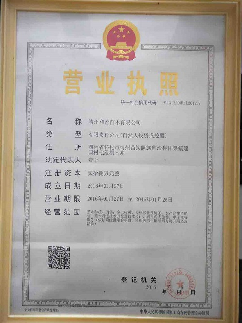 靖州和盈苗木有限公司-靖州縣斷根及移栽楊梅樹苗、桂花樹、柚子樹（黃金貢柚、紅心柚、沙田柚）、黃桃樹、大五星枇杷樹、美國(guó)紅楓、紅葉石楠