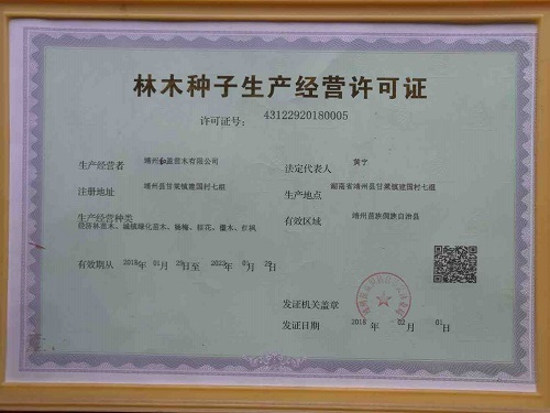 靖州和盈苗木有限公司-靖州縣斷根及移栽楊梅樹苗、桂花樹、柚子樹（黃金貢柚、紅心柚、沙田柚）、黃桃樹、大五星枇杷樹、美國(guó)紅楓、紅葉石楠