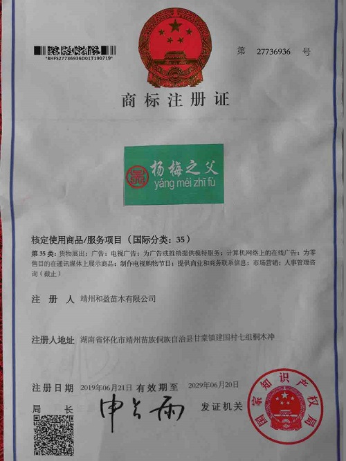 靖州和盈苗木有限公司-靖州縣斷根及移栽楊梅樹苗、桂花樹、柚子樹（黃金貢柚、紅心柚、沙田柚）、黃桃樹、大五星枇杷樹、美國(guó)紅楓、紅葉石楠