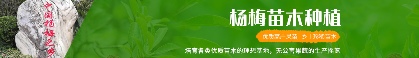 靖州和盈苗木有限公司-靖州縣斷根及移栽楊梅樹(shù)苗、桂花樹(shù)、柚子樹(shù)（黃金貢柚、紅心柚、沙田柚）、黃桃樹(shù)、大五星枇杷樹(shù)、美國(guó)紅楓、紅葉石楠、