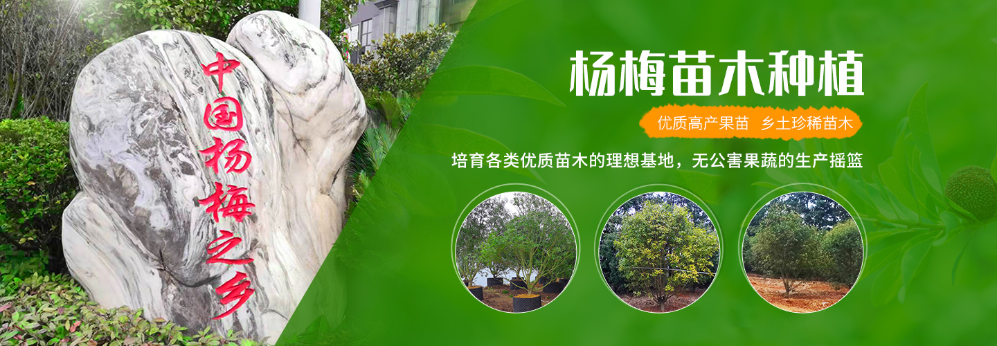 靖州和盈苗木有限公司-靖州縣斷根及移栽楊梅樹苗、桂花樹、柚子樹（黃金貢柚、紅心柚、沙田柚）、黃桃樹、大五星枇杷樹、美國紅楓、紅葉石楠、