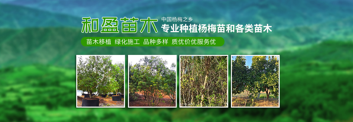 靖州和盈苗木有限公司-靖州縣斷根及移栽楊梅樹苗、桂花樹、柚子樹（黃金貢柚、紅心柚、沙田柚）、黃桃樹、大五星枇杷樹、美國紅楓、紅葉石楠、