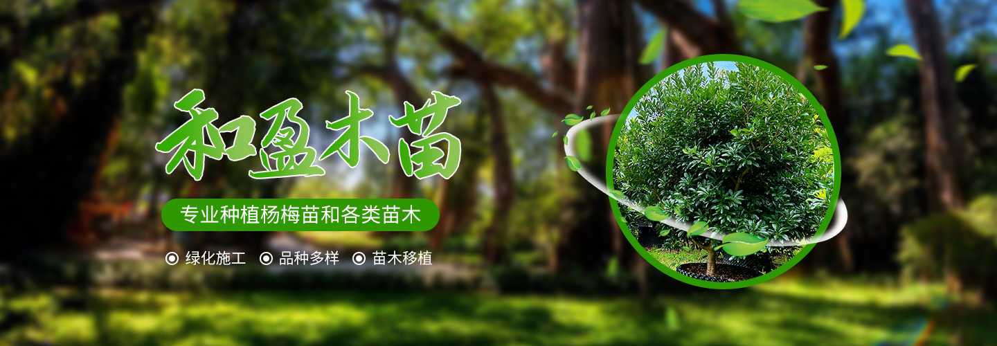 靖州和盈苗木有限公司-靖州縣斷根及移栽楊梅樹苗、桂花樹、柚子樹（黃金貢柚、紅心柚、沙田柚）、黃桃樹、大五星枇杷樹、美國紅楓、紅葉石楠、